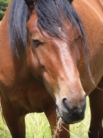 There's nothing like a mouthful of fresh grass.